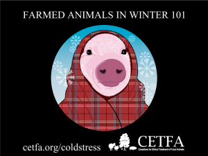 Farmd-Animals-in-Winter-101