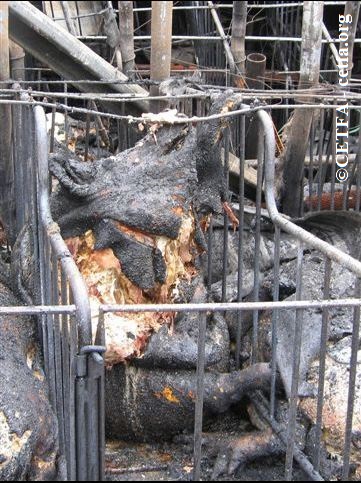 Burned sow who attempted to escape gestation crate during fire.