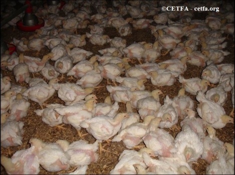 Broiler chicks in a Canadian factory farm.