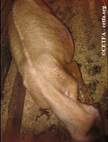 Sick sow brought to Ontario auction.